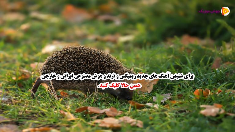 دانلود آهنگ تن زخم یه قناری توی کابوسی که مرده از